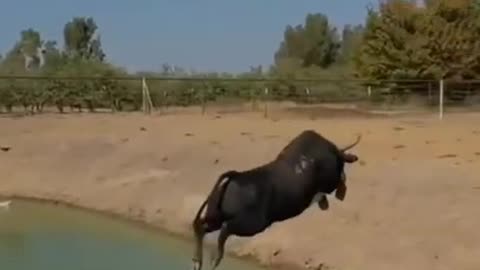 Angry bull jumped | agresive animal