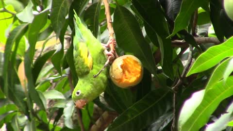 Birdie Parakeet Bird Birds Green Environment