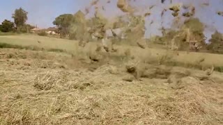 Whirlwind passing over hay field resembles mini tornado