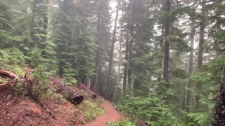 Light Misty Fog in Old Growth Classic Forest – Mount Hood National Forest – Oregon – 4K