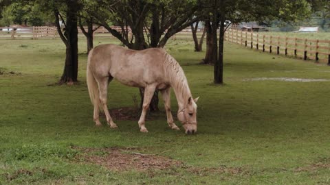 Horse beach forest video