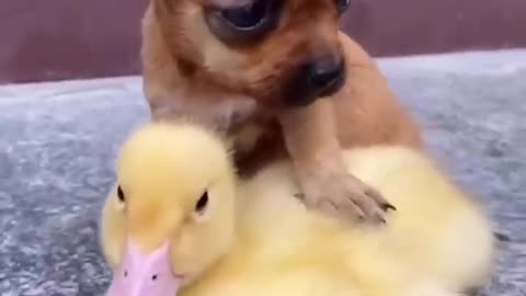 Cute Duckling - Lovely Duck - Two Best Friends - Dog - Duck