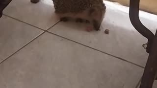 Wild hedgehog in my house