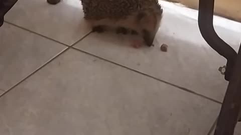 Wild hedgehog in my house