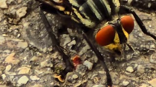 Close-up of a fly / close-up of an injured fly.