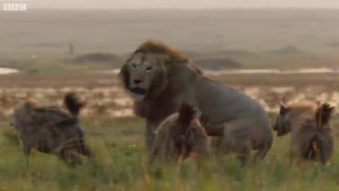 Lion vs hyena BBC