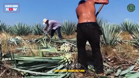 Mezcal Farming | Agave Cultivation | Complete Step-by-Step Guide