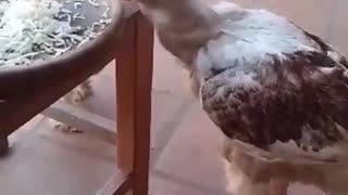 Funny chicken