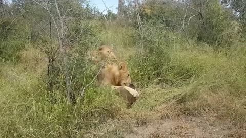 Mother buffalo take down Lion | Scary