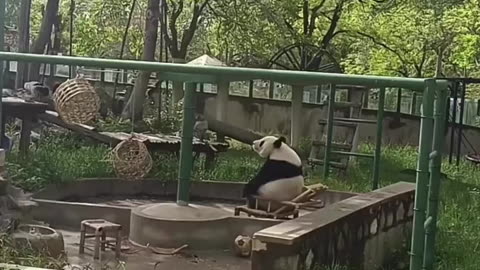 Funny vines | Funny Panda Video | Panda cannot handle the sittings