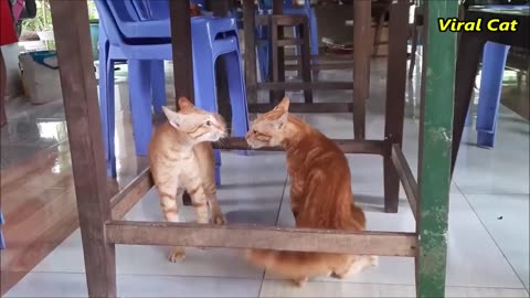 Cats Fighting and Meowing - These Two are Bloody Brothers | Viral Cat