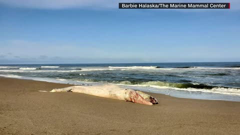 Concern rises as more whales wash ashore in San Fransisco