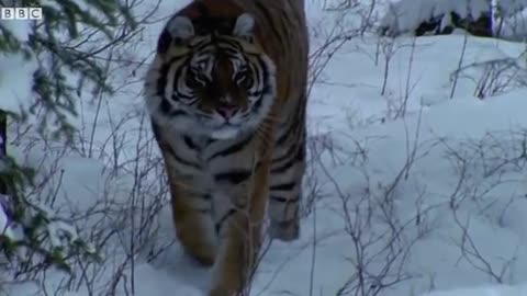 A Snow Tiger Complaining About Snow | Walk On The Wild Side | Funny Talking Animals | BBC Earth