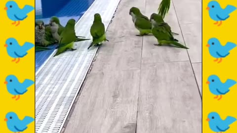 Parrot Brothers Adorably Talk To Each Other
