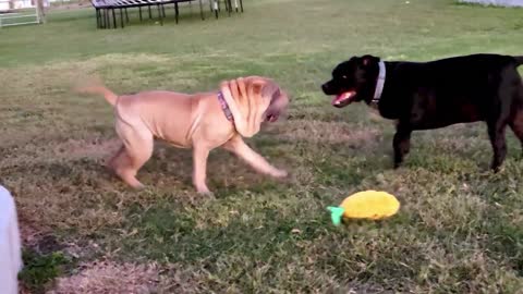 Prisoner to playful puppy : olive is loving her new house and enjoying