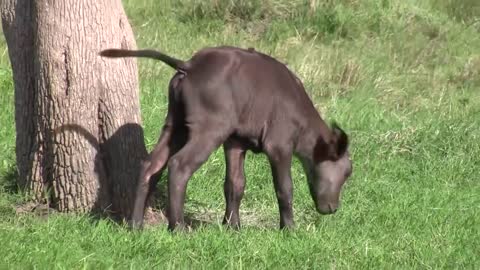 Male Lion Kills Baby Buffalo