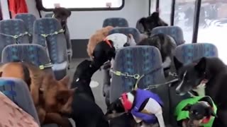 COLD WEATHER DOG BUS