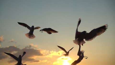 Seagulls flying over the sky at sunset