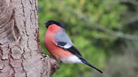 Magnifique oiseaux