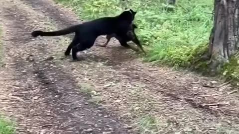 Black Panther Luna vs rottweiler #shorts #trending @Lunathepantera