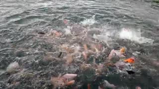 Fish Fight for Food