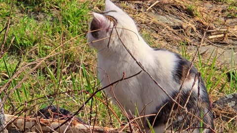 A stray cat on the riverbank.