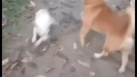 Funny Animal video : Cute Dogs