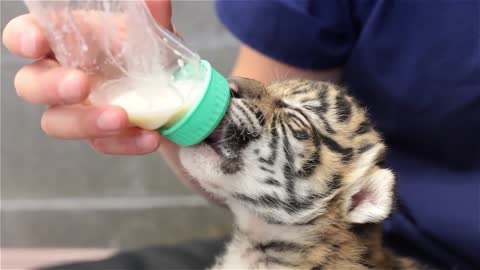 Sumatran Tiger Cub Feeding at Point Defiance Zoo & Aquarium