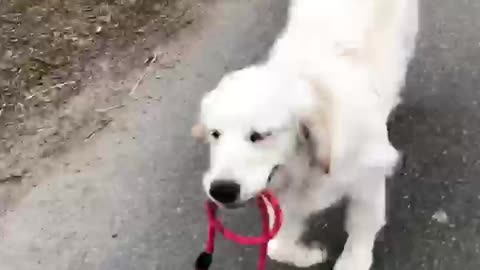 Smart Dog Carries Her Own Leash On Walks