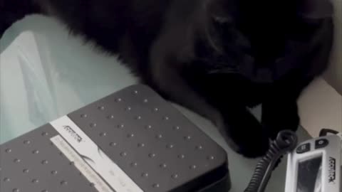 Adopting a Cat from a Shelter Vlog - Cute Precious Piper Inspects the Office Scale #shorts