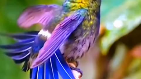 Birds and quran recitation. #Quran #relaxing #nature #islamic #viralvideo