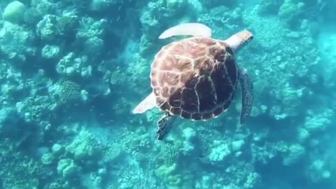 Turtle Gracefully Flowing In The Maldives Clear Water
