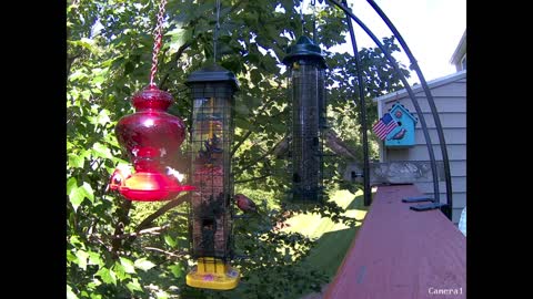 Tufted Titmouse