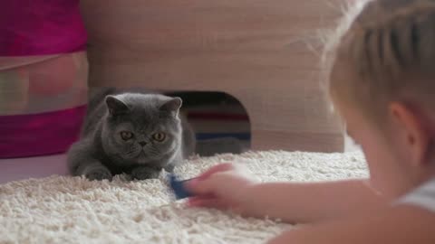The pretty girl plays with a gray cat at home. Exotic shorthair cat