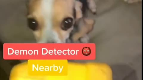 Demon Found In Dog With A Demon Detector, Very Funny - Tiktok Dogs (Funny Animals #390)