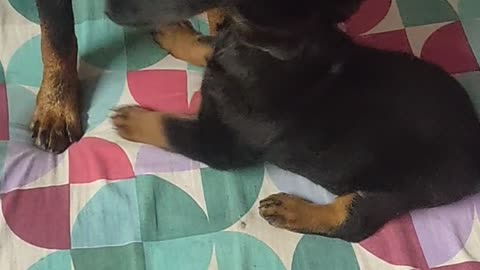 baby rottweiler