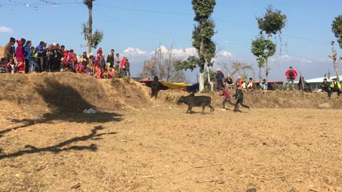 Ox fighting in nepal