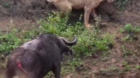 The lion is hunting the buffalo and the buffalo may still be alive