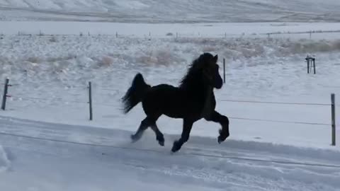 Icelandic Stallion Running in the Snow