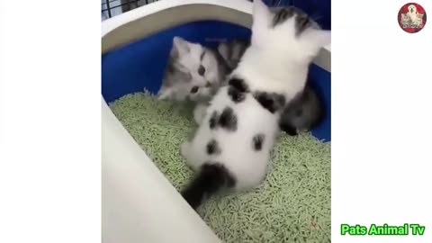 Cute cat video funny video