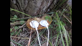 Tree Trunk Treats Mushroom July 2022
