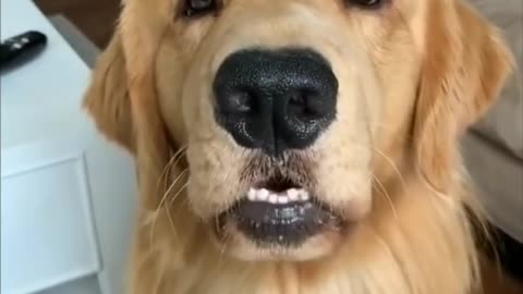 Dog Accompanying His Owner's Song - TikTok Dogs (#Funny #Animals #421)