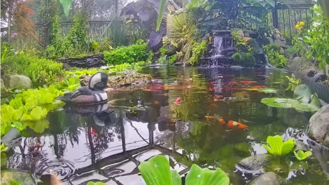 koi and goldfish pond 220927 patiocam1 view