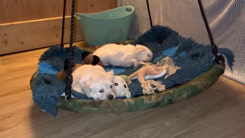 Golden Retriever puppies fell asleep while rocking💤💚💖💕