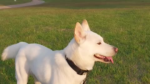 Puppy plays on ground