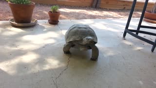 Tortoises on Parade