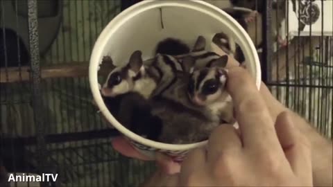 sugar gliders go fly fly