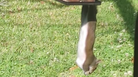 Squirrel Hangs Upside Down and Eats From Bird Feeder