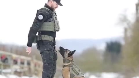 Army Dogs