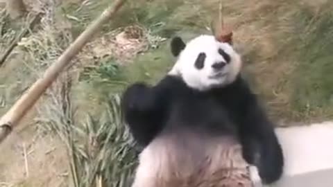 The panda